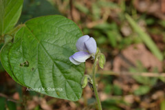 Pueraria phaseoloides